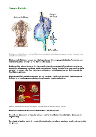Sistema Linfático
El sistema Linfático forma y activa el Sistema Inmunológico, además de que ayuda alimpiar el cuerpo entre
otras funciones básicas.
El sistema linfático es uno de los más importantes del cuerpo, por todas las funciones que
realiza a favor de la limpieza y la defensa del cuerpo.
Está considerado como parte del sistema circulatorio porque está formado por conductos
parecidos a los vasos capilares, que transportan un líquido llamado linfa, que proviene de la
sangre y regresa a ella. Este sistema constituye por tanto la segunda red de transporte de
líquidos corporales.
El sistema linfático está constituido por los troncos y conductos linfáticos de los órganos
linfoideos primarios y secundarios. Cumple cuatro funciones básicas:
La linfa, contiene anticuerpos que sirven como arsenalde defensa para el cuerpo.
El mantenimiento del equilibrio osmolar en el “tercer espacio”.
Contribuye de manera principal a formar y activar el sistema inmunitario (las defensas del
organismo).
Recolecta el quilo a partir del contenido intestinal, un producto que tiene un elevado contenido
en grasas.
 