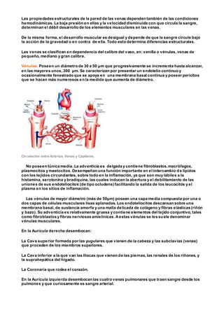 Las propiedades estructurales de la pared de las venas dependen también de las condiciones
hemodinámicas. La baja presión en ellas y la velocidad disminuida con que circula la sangre,
determinan el débil desarrollo de los elementos musculares en las venas.
De la misma forma, el desarrollo muscular es desigual y depende de que la sangre circule bajo
la acción de la gravedad o en contra de ella. Todo esto determina diferencias estructurales.
Las venas se clasifican en dependencia del calibre del vaso, en: venilla o vénulas, venas de
pequeño, mediano y gran calibre.
Vénulas: Poseen un diámetro de 30 a 50 μm que progresivamente se incrementa hasta alcanzar,
en las mayores unos, 300 μm. Se caracterizan por presentar un endotelio continuo y
ocasionalmente fenestrado que se apoya en una membrana basal continua y poseer pericitos
que se hacen más numerosos en la medida que aumenta de diámetro.
Circulación entre Arterias, Venas y Capilares.
No poseen túnica media. La adventicia es delgada y contiene fibroblastos,macrófagos,
plasmocitos y mastocitos. Desempeñan una función importante en el intercambio de lípidos
con los tejidos circundantes, sobre todo en la inflamación, ya que son muy lábiles a la
histamina, serotonina y bradiquina, las cuales inducen la abertura y el debilitamiento de las
uniones de sus endoteliocitos (de tipo ocludens) facilitando la salida de los leucocitos y el
plasma en los sitios de inflamación.
Las vénulas de mayor diámetro (más de 50μm) poseen una capa media compuesta por una o
dos capas de células musculares lisas aplanadas. Los endoteliocitos descansan sobre una
membrana basal, de sustancia amorfa y una malla delicada de colágeno y fibras elásticas (riñón
y bazo). Su adventicia es relativamente gruesa y contiene elementos del tejido conjuntivo, tales
como fibroblastos y fibras nerviosas amielínicas. Aestas vénulas se les suele denominar
vénulas musculares.
En la Aurícula derecha desembocan:
La Cava superior formada por las yugulares que vienen de la cabeza y las subclavias (venas)
que proceden de los miembros superiores.
La Cava inferior a la que van las Ilíacas que vienen de las piernas, las renales de los riñones, y
la suprahepática del hígado.
La Coronaria que rodea el corazón.
En la Aurícula izquierda desembocan las cuatro venas pulmonares que traen sangre desde los
pulmones y que curiosamente es sangre arterial.
 