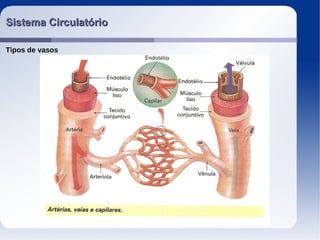 Sistema CirculatórioSistema Circulatório
Tipos de vasos
 