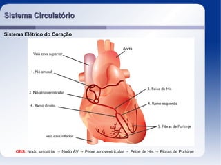 Sistema CirculatórioSistema Circulatório
Sistema Elétrico do Coração
OBS: Nodo sinoatrial → Nodo AV → Feixe atrioventricular → Feixe de His → Fibras de Purkinje
 
