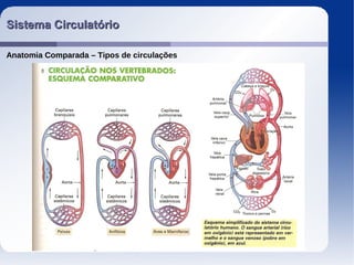 Sistema CirculatórioSistema Circulatório
Anatomia Comparada – Tipos de circulações
 