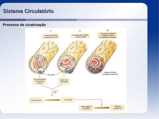 Sistema CirculatórioSistema Circulatório
Processo de cicatrização
 
