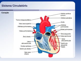 Sistema CirculatórioSistema Circulatório
Coração
 