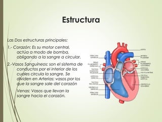 Estructura
Las Dos estructuras principales:
1.- Corazón: Es su motor central,
actúa a modo de bomba,
obligando a la sangre a circular.
2.-Vasos Sanguíneos: son el sistema de
conductos por el interior de los
cuales circula la sangre. Se
dividen en Arterias: vasos por los
que la sangre sale del corazón
Venas: Vasos que llevan la
sangre hacia el corazón.
 