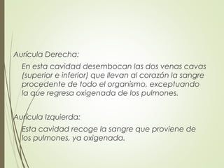 Aurícula Derecha:
En esta cavidad desembocan las dos venas cavas
(superior e inferior) que llevan al corazón la sangre
procedente de todo el organismo, exceptuando
la que regresa oxigenada de los pulmones.
Aurícula Izquierda:
Esta cavidad recoge la sangre que proviene de
los pulmones, ya oxigenada.
 