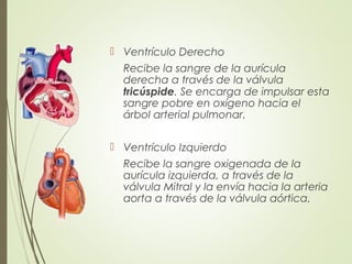  Ventrículo Derecho
Recibe la sangre de la aurícula
derecha a través de la válvula
tricúspide. Se encarga de impulsar esta
sangre pobre en oxígeno hacia el
árbol arterial pulmonar.
 Ventrículo Izquierdo
Recibe la sangre oxigenada de la
aurícula izquierda, a través de la
válvula Mitral y la envía hacia la arteria
aorta a través de la válvula aórtica.
 