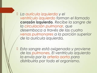  La aurícula izquierda y el
ventrículo izquierdo forman el llamado
corazón izquierdo. Recibe la sangre de
la circulación pulmonar, que
desemboca a través de las cuatro
venas pulmonares a la porción superior
de la aurícula izquierda.
 Esta sangre está oxigenada y proviene
de los pulmones. El ventrículo izquierdo
la envía por la arteria aorta para
distribuirla por todo el organismo.
 