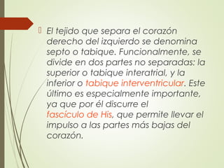  El tejido que separa el corazón
derecho del izquierdo se denomina
septo o tabique. Funcionalmente, se
divide en dos partes no separadas: la
superior o tabique interatrial, y la
inferior o tabique interventricular. Este
último es especialmente importante,
ya que por él discurre el
fascículo de His, que permite llevar el
impulso a las partes más bajas del
corazón.
 