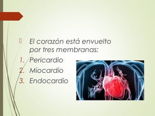  El corazón está envuelto
por tres membranas:
1. Pericardio
2. Miocardio
3. Endocardio
 