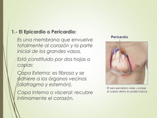 1.- El Epicardio o Pericardio:
Es una membrana que envuelve
totalmente al corazón y la parte
inicial de los grandes vasos.
Está constituido por dos hojas o
capas:
Capa Externa: es fibrosa y se
adhiere a los órganos vecinos
(diafragma y esternón).
Capa Interna o visceral: recubre
íntimamente el corazón.
 