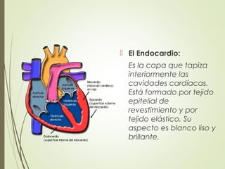  El Endocardio:
Es la capa que tapiza
interiormente las
cavidades cardíacas.
Está formado por tejido
epitelial de
revestimiento y por
tejido elástico. Su
aspecto es blanco liso y
brillante.
 