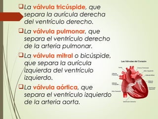 La válvula tricúspide, que
separa la aurícula derecha
del ventrículo derecho.
La válvula pulmonar, que
separa el ventrículo derecho
de la arteria pulmonar.
La válvula mitral o bicúspide,
que separa la aurícula
izquierda del ventrículo
izquierdo.
La válvula aórtica, que
separa el ventrículo izquierdo
de la arteria aorta.
 