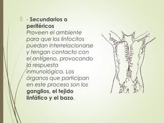  - Secundarios o
periféricos
Proveen el ambiente
para que los linfocitos
puedan interrelacionarse
y tengan contacto con
el antígeno, provocando
la respuesta
inmunológica. Los
órganos que participan
en este proceso son los
ganglios, el tejido
linfático y el bazo.
 