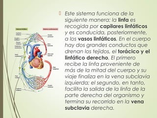  Este sistema funciona de la
siguiente manera: la linfa es
recogida por capilares linfáticos
y es conducida, posteriormente,
a los vasos linfáticos. En el cuerpo
hay dos grandes conductos que
drenan los tejidos, el torácico y el
linfático derecho. El primero
recibe la linfa proveniente de
más de la mitad del cuerpo y su
viaje finaliza en la vena subclavia
izquierda; el segundo, en tanto,
facilita la salida de la linfa de la
parte derecha del organismo y
termina su recorrido en la vena
subclavia derecha.
 
