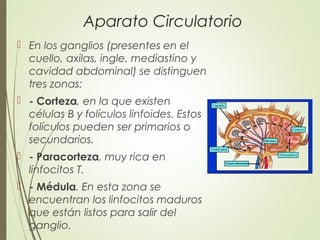 Aparato Circulatorio
 En los ganglios (presentes en el
cuello, axilas, ingle, mediastino y
cavidad abdominal) se distinguen
tres zonas:
 - Corteza, en la que existen
células B y folículos linfoides. Estos
folículos pueden ser primarios o
secundarios.
 - Paracorteza, muy rica en
linfocitos T.
 - Médula. En esta zona se
encuentran los linfocitos maduros
que están listos para salir del
ganglio.
 