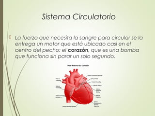 Sistema Circulatorio
 La fuerza que necesita la sangre para circular se la
entrega un motor que está ubicado casi en el
centro del pecho: el corazón, que es una bomba
que funciona sin parar un solo segundo.
 