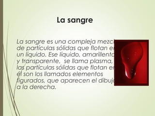 La sangre
La sangre es una compleja mezcla
de partículas sólidas que flotan en
un líquido. Ese líquido, amarillento
y transparente,  se llama plasma, y
las partículas sólidas que flotan en
él son los llamados elementos
figurados, que aparecen el dibujo
a la derecha.
 