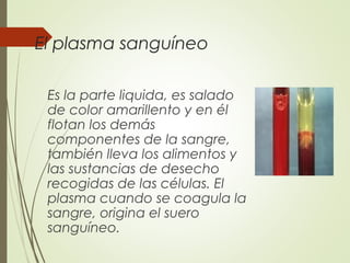 El plasma sanguíneo
Es la parte liquida, es salado
de color amarillento y en él
flotan los demás
componentes de la sangre,
también lleva los alimentos y
las sustancias de desecho
recogidas de las células. El
plasma cuando se coagula la
sangre, origina el suero
sanguíneo.
 