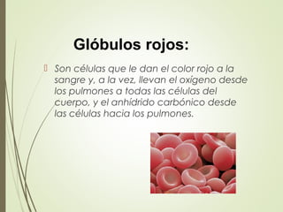  Son células que le dan el color rojo a la
sangre y, a la vez, llevan el oxígeno desde
los pulmones a todas las células del
cuerpo, y el anhídrido carbónico desde
las células hacia los pulmones.
Glóbulos rojos:
 
