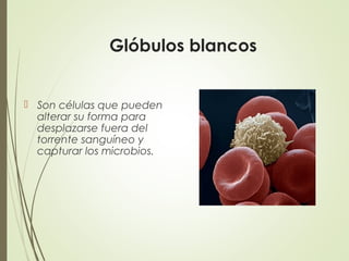 Glóbulos blancos
 Son células que pueden
alterar su forma para
desplazarse fuera del
torrente sanguíneo y
capturar los microbios.
 