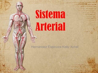 Sistema
Arterial
Hernández Espinoza Kelly Xchel
 