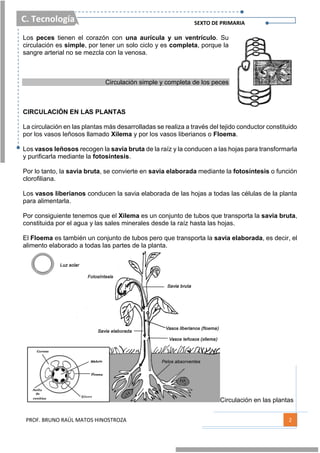 C. Tecnología SEXTO DE PRIMARIA
PROF. BRUNO RAÚL MATOS HINOSTROZA 2
Los peces tienen el corazón con una aurícula y un ventrículo. Su
circulación es simple, por tener un solo ciclo y es completa, porque la
sangre arterial no se mezcla con la venosa.
Circulación simple y completa de los peces
CIRCULACIÓN EN LAS PLANTAS
La circulación en las plantas más desarrolladas se realiza a través del tejido conductor constituido
por los vasos leñosos llamado Xilema y por los vasos liberianos o Floema.
Los vasos leñosos recogen la savia bruta de la raíz y la conducen a las hojas para transformarla
y purificarla mediante la fotosíntesis.
Por lo tanto, la savia bruta, se convierte en savia elaborada mediante la fotosíntesis o función
clorofiliana.
Los vasos liberianos conducen la savia elaborada de las hojas a todas las células de la planta
para alimentarla.
Por consiguiente tenemos que el Xilema es un conjunto de tubos que transporta la savia bruta,
constituida por el agua y las sales minerales desde la raíz hasta las hojas.
El Floema es también un conjunto de tubos pero que transporta la savia elaborada, es decir, el
alimento elaborado a todas las partes de la planta.
Circulación en las plantas
 