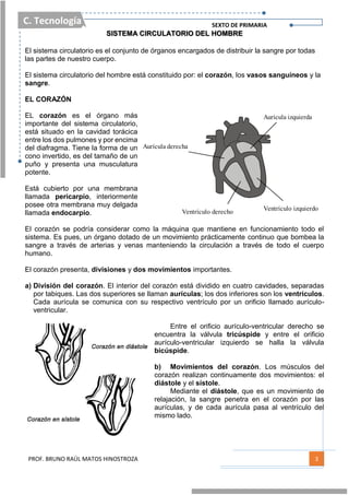 C. Tecnología SEXTO DE PRIMARIA
PROF. BRUNO RAÚL MATOS HINOSTROZA 3
SISTEMA CIRCULATORIO DEL HOMBRE
El sistema circulatorio es el conjunto de órganos encargados de distribuir la sangre por todas
las partes de nuestro cuerpo.
El sistema circulatorio del hombre está constituido por: el corazón, los vasos sanguíneos y la
sangre.
EL CORAZÓN
EL corazón es el órgano más
importante del sistema circulatorio,
está situado en la cavidad torácica
entre los dos pulmones y por encima
del diafragma. Tiene la forma de un
cono invertido, es del tamaño de un
puño y presenta una musculatura
potente.
Está cubierto por una membrana
llamada pericarpio, interiormente
posee otra membrana muy delgada
llamada endocarpio.
El corazón se podría considerar como la máquina que mantiene en funcionamiento todo el
sistema. Es pues, un órgano dotado de un movimiento prácticamente continuo que bombea la
sangre a través de arterias y venas manteniendo la circulación a través de todo el cuerpo
humano.
El corazón presenta, divisiones y dos movimientos importantes.
a) División del corazón. El interior del corazón está dividido en cuatro cavidades, separadas
por tabiques. Las dos superiores se llaman aurículas; los dos inferiores son los ventrículos.
Cada aurícula se comunica con su respectivo ventrículo por un orificio llamado aurículo-
ventricular.
Entre el orificio aurículo-ventricular derecho se
encuentra la válvula tricúspide y entre el orificio
aurículo-ventricular izquierdo se halla la válvula
bicúspide.
b) Movimientos del corazón. Los músculos del
corazón realizan continuamente dos movimientos: el
diástole y el sístole.
Mediante el diástole, que es un movimiento de
relajación, la sangre penetra en el corazón por las
aurículas, y de cada aurícula pasa al ventrículo del
mismo lado.
Aurícula derecha
Aurícula izquierda
Ventrículo izquierdoVentrículo derecho
 