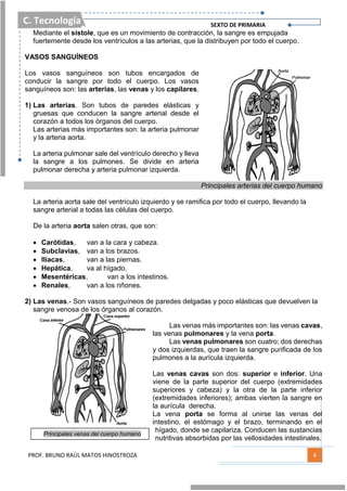 C. Tecnología SEXTO DE PRIMARIA
PROF. BRUNO RAÚL MATOS HINOSTROZA 4
Mediante el sístole, que es un movimiento de contracción, la sangre es empujada
fuertemente desde los ventrículos a las arterias, que la distribuyen por todo el cuerpo.
VASOS SANGUÍNEOS
Los vasos sanguíneos son tubos encargados de
conducir la sangre por todo el cuerpo. Los vasos
sanguíneos son: las arterias, las venas y los capilares.
1) Las arterias. Son tubos de paredes elásticas y
gruesas que conducen la sangre arterial desde el
corazón a todos los órganos del cuerpo.
Las arterias más importantes son: la arteria pulmonar
y la arteria aorta.
La arteria pulmonar sale del ventrículo derecho y lleva
la sangre a los pulmones. Se divide en arteria
pulmonar derecha y arteria pulmonar izquierda.
Principales arterias del cuerpo humano
La arteria aorta sale del ventrículo izquierdo y se ramifica por todo el cuerpo, llevando la
sangre arterial a todas las células del cuerpo.
De la arteria aorta salen otras, que son:
 Carótidas, van a la cara y cabeza.
 Subclavias, van a los brazos.
 Ilíacas, van a las piernas.
 Hepática, va al hígado.
 Mesentéricas, van a los intestinos.
 Renales, van a los riñones.
2) Las venas.- Son vasos sanguíneos de paredes delgadas y poco elásticas que devuelven la
sangre venosa de los órganos al corazón.
Las venas más importantes son: las venas cavas,
las venas pulmonares y la vena porta.
Las venas pulmonares son cuatro; dos derechas
y dos izquierdas, que traen la sangre purificada de los
pulmones a la aurícula izquierda.
Las venas cavas son dos: superior e inferior. Una
viene de la parte superior del cuerpo (extremidades
superiores y cabeza) y la otra de la parte inferior
(extremidades inferiores); ambas vierten la sangre en
la aurícula derecha.
La vena porta se forma al unirse las venas del
intestino, el estómago y el brazo, terminando en el
hígado, donde se capilariza. Conducen las sustancias
nutritivas absorbidas por las vellosidades intestinales.
Principales venas del cuerpo humano
 
