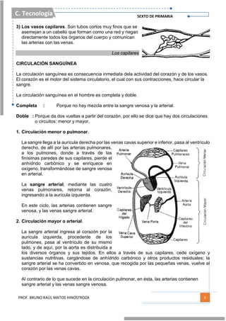 C. Tecnología SEXTO DE PRIMARIA
PROF. BRUNO RAÚL MATOS HINOSTROZA 5
3) Los vasos capilares. Son tubos cortos muy finos que se
asemejan a un cabello que forman como una red y riegan
directamente todos los órganos del cuerpo y comunican
las arterias con las venas.
Los capilares
CIRCULACIÓN SANGUÍNEA
La circulación sanguínea es consecuencia inmediata dela actividad del corazón y de los vasos.
El corazón es el motor del sistema circulatorio, el cual con sus contracciones, hace circular la
sangre.
La circulación sanguínea en el hombre es completa y doble.
Completa : Porque no hay mezcla entre la sangre venosa y la arterial.
Doble : Porque da dos vueltas a partir del corazón, por ello se dice que hay dos circulaciones
o circuitos: menor y mayor.
1. Circulación menor o pulmonar.
La sangre llega a la aurícula derecha por las venas cavas superior e inferior, pasa al ventrículo
derecho, de allí por las arterias pulmonares,
a los pulmones, donde a través de las
finísimas paredes de sus capilares, pierde el
anhídrido carbónico y se enriquece en
oxígeno, transformándose de sangre venosa
en arterial.
La sangre arterial, mediante las cuatro
venas pulmonares, retorna al corazón,
ingresando a la aurícula izquierda.
En este ciclo, las arterias contienen sangre
venosa, y las venas sangre arterial.
2. Circulación mayor o arterial.
La sangre arterial ingresa al corazón por la
aurícula izquierda, procedente de los
pulmones, pasa al ventrículo de su mismo
lado, y de aquí, por la aorta es distribuida a
los diversos órganos y sus tejidos. En ellos a través de sus capilares, cede oxígeno y
sustancias nutritivas, cargándose de anhídrido carbónico y otros productos residuales; la
sangre arterial se ha convertido en venosa, que recogida por las pequeñas venas, vuelve al
corazón por las venas cavas.
Al contrario de lo que sucede en la circulación pulmonar, en ésta, las arterias contienen
sangre arterial y las venas sangre venosa.
 