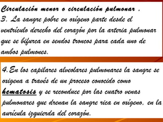 Circulación menor o circulación pulmonar .
3. La sangre pobre en oxígeno parte desde el
ventrículo derecho del corazón por la arteria pulmonar
que se bifurca en sendos troncos para cada uno de
ambos pulmones.

4.En los capilares alveolares pulmonares la sangre se
oxigena a través de un proceso conocido como
hematosis y se reconduce por las cuatro venas
pulmonares que drenan la sangre rica en oxígeno, en la
aurícula izquierda del corazón.
 