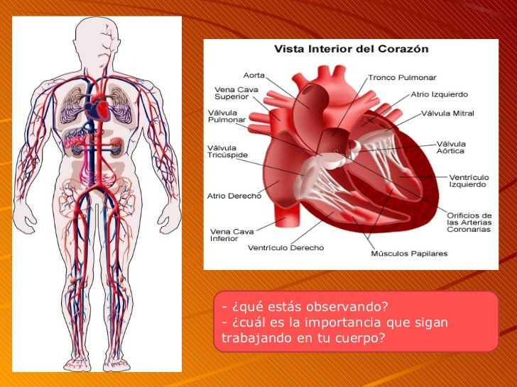 Sistema circulatorio -_2012