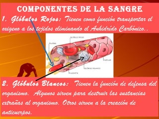 cOMPOnenTes de la sangre
1. Glóbulos Rojos: Tienen como función transportar el
oxigeno a los tejidos eliminando el Anhidrído Carbónico..




2. Glóbulos Blancos: Tienen la función de defensa del
organismo. Algunos sirven para destruir las sustancias
extrañas al organismo. Otros sirven a la creación de
anticuerpos.
 