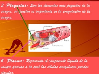3. Plaquetas: Son los elementos mas pequeños de la
sangre. su función es importante en la coagulación de la
sangre.




4. Plasma: Representa el componente líquido de la
sangre gracias a la cual las células sanguíneas pueden
circular.
 