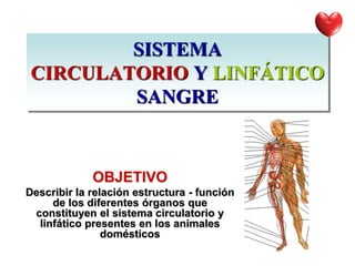 SISTEMA
CIRCULATORIO Y LINFÁTICO
SANGRE
OBJETIVO
Describir la relación estructura - función
de los diferentes órganos que
constituyen el sistema circulatorio y
linfático presentes en los animales
domésticos
 