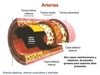 Sistema Circulatorio | PDF