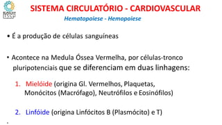 • É a produção de células sanguíneas
• Acontece na Medula Óssea Vermelha, por células-tronco
pluripotenciais que se diferenciam em duas linhagens:
1. Mielóide (origina Gl. Vermelhos, Plaquetas,
Monócitos (Macrófago), Neutrófilos e Eosinófilos)
2. Linfóide (origina Linfócitos B (Plasmócito) e T)
.
Hematopoiese - Hemopoiese
SISTEMA CIRCULATÓRIO - CARDIOVASCULAR
 