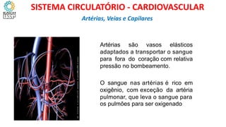 IAS
Artérias são vasos elásticos
adaptados a transportar o sangue
para fora do coração com relativa
pressão no bombeamento.
O sangue nas artérias é rico em
oxigênio, com exceção da artéria
pulmonar, que leva o sangue para
os pulmões para ser oxigenado
Artérias, Veias e Capilares
SISTEMA CIRCULATÓRIO - CARDIOVASCULAR
 