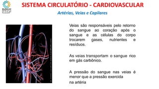 IAS, VEIAS
Veias são responsáveis ​​pelo retorno
do sangue ao coração após o
sangue e
trocarem
resíduos.
as células do corpo
gases, nutrientes e
As veias transportam
em gás carbônico.
o sangue rico
A pressão do sangue nas veias é
menor que a pressão exercida
na artéria
Artérias, Veias e Capilares
SISTEMA CIRCULATÓRIO - CARDIOVASCULAR
 