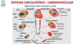 Diferenças entre artérias e veias
SISTEMA CIRCULATÓRIO - CARDIOVASCULAR
 