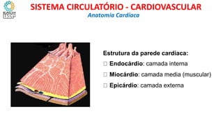 Estrutura da parede cardíaca:
Endocárdio: camada interna
Miocárdio: camada media (muscular)
Epicárdio: camada externa
Anatomia Cardíaca
SISTEMA CIRCULATÓRIO - CARDIOVASCULAR
 