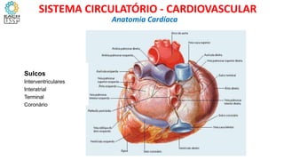 Sulcos
Interventriculares
Interatrial
Terminal
Coronário
Anatomia Cardíaca
SISTEMA CIRCULATÓRIO - CARDIOVASCULAR
 