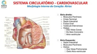 Átrio direito:
o Músculos Pectíneos
o Crista Terminal
o Septo Interatrial
o Fossa Oval
o Tubéculo Intervenoso
o Ostios:
Das Veias Cavas
Do Seio Coronário
Atrio-ventricular
Átrio Esquerdo:
o Septo Interatrial
o Musculos Pectíneos
o Ostios:
Das Veias Pulmonares
Ostio Atrio-ventricular
Morfologia Interna do Coração: Átrios
SISTEMA CIRCULATÓRIO - CARDIOVASCULAR
 