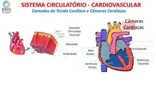 Epicárdio
(Pericárdio
Visceral)
Miocárdio
Endocárdio
Camadas do Tecido Cardíaco e Câmaras Cardíacas
SISTEMA CIRCULATÓRIO - CARDIOVASCULAR
Câmaras
Cardíacas
Atrio Esquerdo
Atrio
Direito
Ventrículo
Esquerdo
Ventrículo
Direito
 