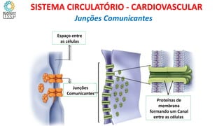 Junções Comunicantes
Espaço entre
as células
Junções
Comunicantes
Proteínas de
membrana
formando um Canal
entre as células
SISTEMA CIRCULATÓRIO - CARDIOVASCULAR
 