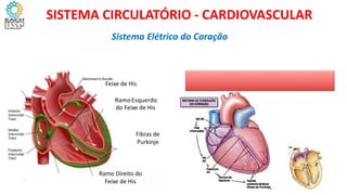 Feixe de His
RamoEsquerdo
do Feixe de His
Fibras de
Purkinje
Ramo Direito do
Feixe de His
Sistema Elétrico do Coração
SISTEMA CIRCULATÓRIO - CARDIOVASCULAR
 