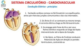 2. Os Átrios D e E se contraem ao mesmo tempo.
A corrente elétrica chega ao Nó Atrioventricular.
3. Se propaga pelo Feixe de His e por seus
Ramos Direito e esquerdo ao longo do Septo
Interventricular até o Ápice do Coração.
4. No Ápice, as Fibras de Purkinje conduzem
Potenciais de Ação em direção as paredes
Ventriculares, contraíndo-as
Condução Elétrica - princípios
SISTEMA CIRCULATÓRIO - CARDIOVASCULAR
1. Excitação cardíaca começa no Nó Sinoatrial e se espalha pelos
atrios por meio das junções comunicantes e das vias internodais.
 