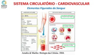 Elementos Figurados do Sangue
SISTEMA CIRCULATÓRIO - CARDIOVASCULAR
 
