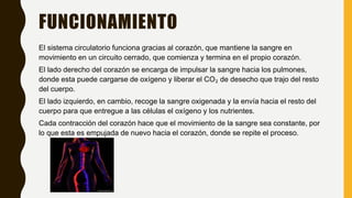 FUNCIONAMIENTO
El sistema circulatorio funciona gracias al corazón, que mantiene la sangre en
movimiento en un circuito cerrado, que comienza y termina en el propio corazón.
El lado derecho del corazón se encarga de impulsar la sangre hacia los pulmones,
donde esta puede cargarse de oxígeno y liberar el CO₂ de desecho que trajo del resto
del cuerpo.
El lado izquierdo, en cambio, recoge la sangre oxigenada y la envía hacia el resto del
cuerpo para que entregue a las células el oxígeno y los nutrientes.
Cada contracción del corazón hace que el movimiento de la sangre sea constante, por
lo que esta es empujada de nuevo hacia el corazón, donde se repite el proceso.
 