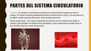 PARTES DEL SISTEMA CIRCULATORIO
Corazón: El corazón es la bomba muscular que mueve toda la sangre por todo el
cuerpo. El cuerpo humano generalmente tiene el tamaño de un puño y se encuentra en
la región media-izquierda del pecho, entre ambos pulmones.
Vasos sanguíneos: Los vasos sanguíneos funcionan como la tubería que utiliza el
corazón para distribuir la sangre hacia los tejidos y para conducirla de vuelta hacia sí.
Hay distintos tipos de vasos sanguíneos:
 