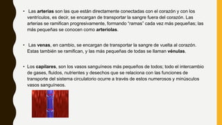 • Las arterias son las que están directamente conectadas con el corazón y con los
ventrículos, es decir, se encargan de transportar la sangre fuera del corazón. Las
arterias se ramifican progresivamente, formando “ramas” cada vez más pequeñas; las
más pequeñas se conocen como arteriolas.
• Las venas, en cambio, se encargan de transportar la sangre de vuelta al corazón.
Estas también se ramifican, y las más pequeñas de todas se llaman vénulas.
• Los capilares, son los vasos sanguíneos más pequeños de todos; todo el intercambio
de gases, fluidos, nutrientes y desechos que se relaciona con las funciones de
transporte del sistema circulatorio ocurre a través de estos numerosos y minúsculos
vasos sanguíneos.
 